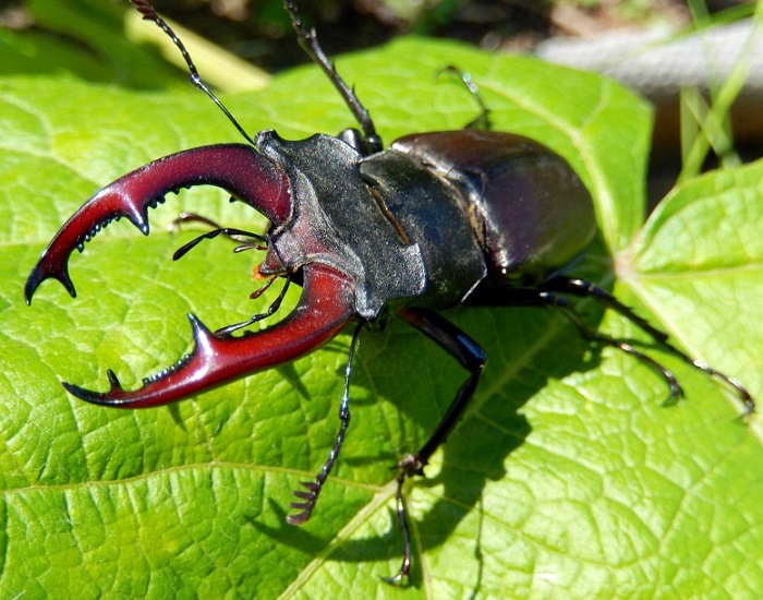 Картинки-животных-страница-ч-07