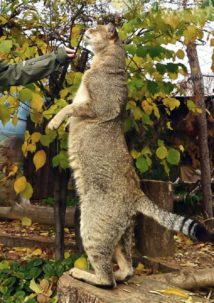 Картинки-животных-страница-ч-09