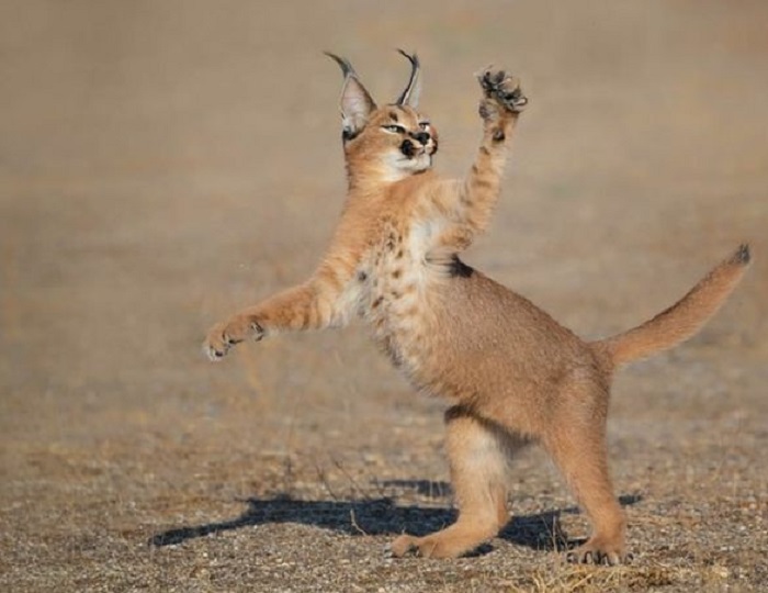 Картинки-животных-страница-ш-01 Картинки-животных-страница-ш-01