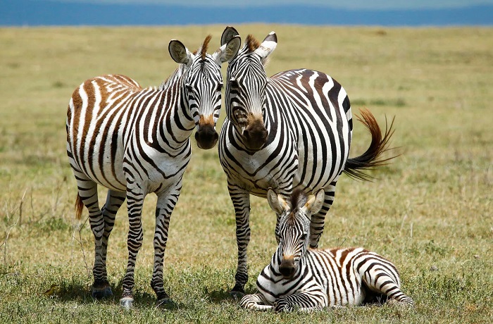 Картинки-животных-страница-ш-04 Картинки-животных-страница-ш-04