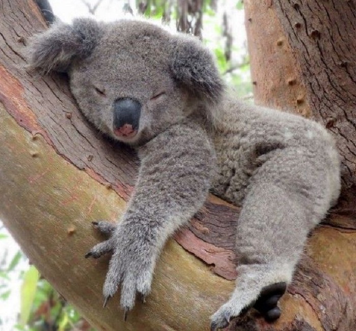 Картинки-животных-страница-ш-05 Картинки-животных-страница-ш-05