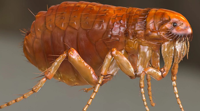 Картинки-животных-страница-ш-07 Картинки-животных-страница-ш-07