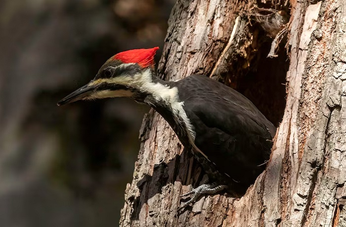 Картинки-животных-страница-ш-09 Картинки-животных-страница-ш-09