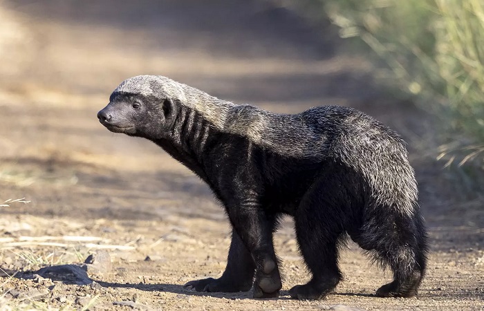 Картинки-животных-страница-ы-10 Картинки-животных-страница-ы-10