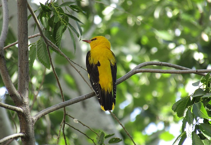 Картинки-животных-страница-ы-02 Картинки-животных-страница-ы-02