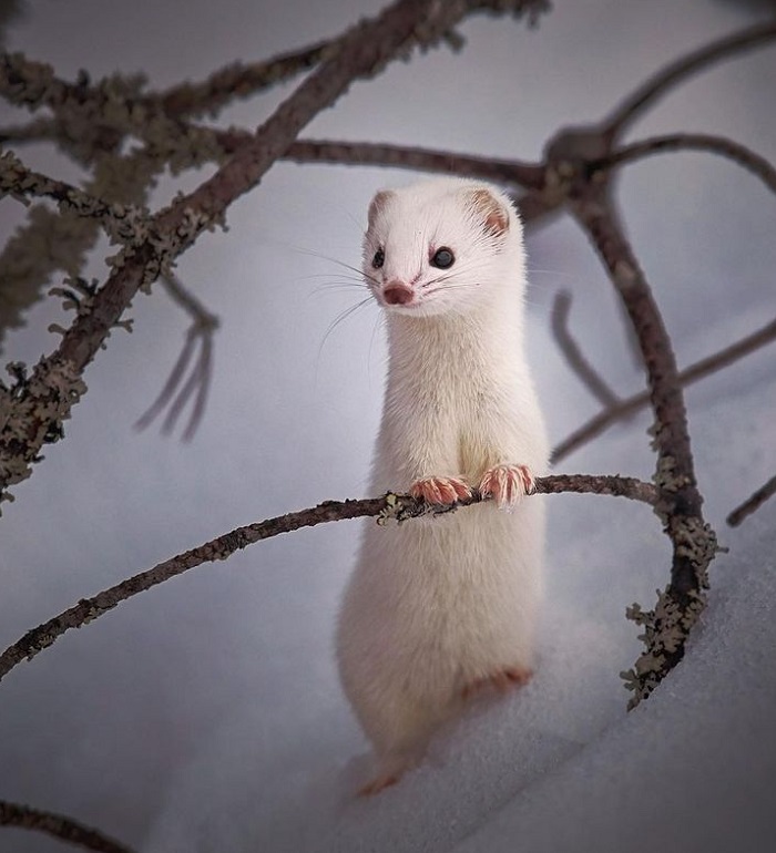 Картинки-животных-страница-ы-04 Картинки-животных-страница-ы-04