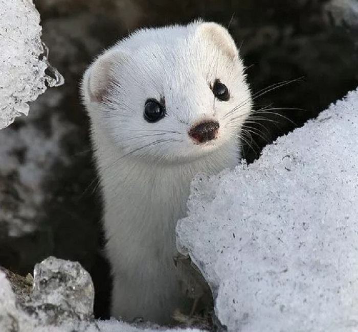 Картинки-животных-страница-ы-05 Картинки-животных-страница-ы-05