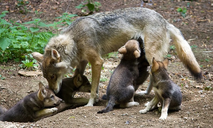 Картинки-животных-страница-ы-06 Картинки-животных-страница-ы-06