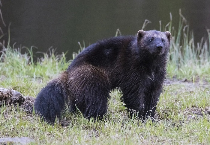 Картинки-животных-страница-ы-07 Картинки-животных-страница-ы-07