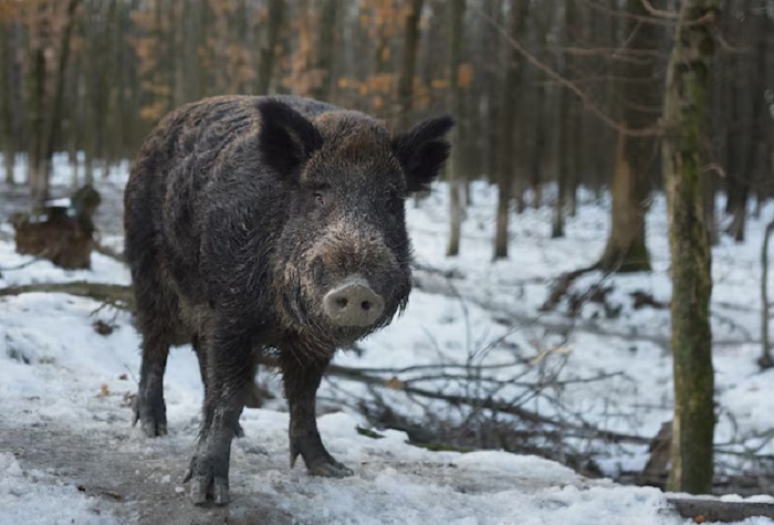 Картинки-животных-страница-ы-09 Картинки-животных-страница-ы-09