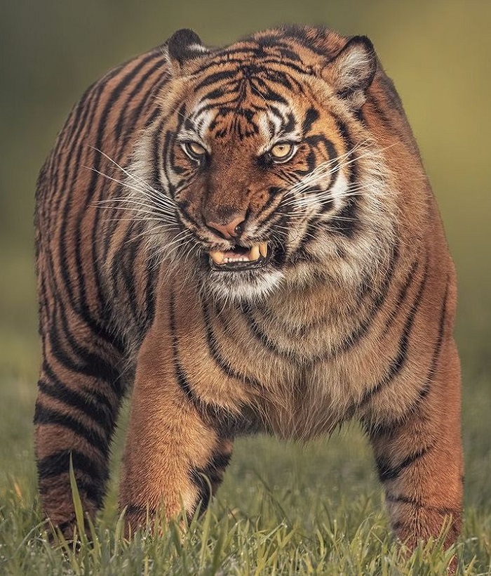 Картинки-животных-страница-я-01