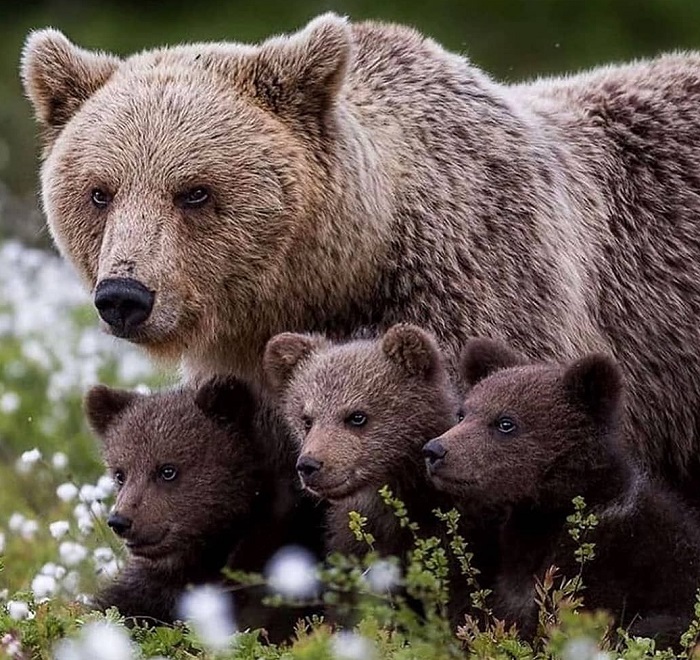 Картинки-животных-страница-я-10