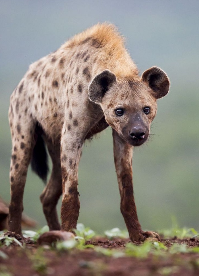 Картинки-животных-страница-я-02