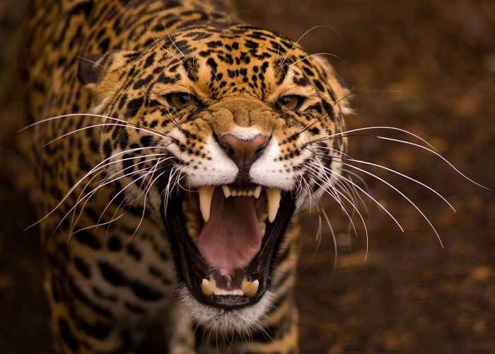 Картинки-животных-страница-я-03