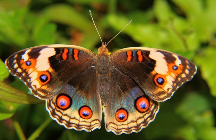 Картинки-животных-страница-я-04