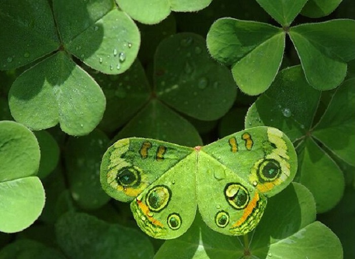 Картинки-животных-страница-я-05