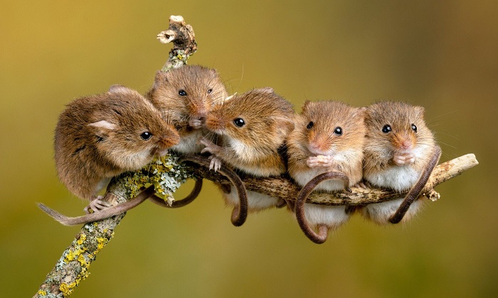 Картинки-животных-страница-я-07