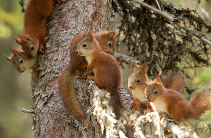 Картинки-животных-страница-я-08