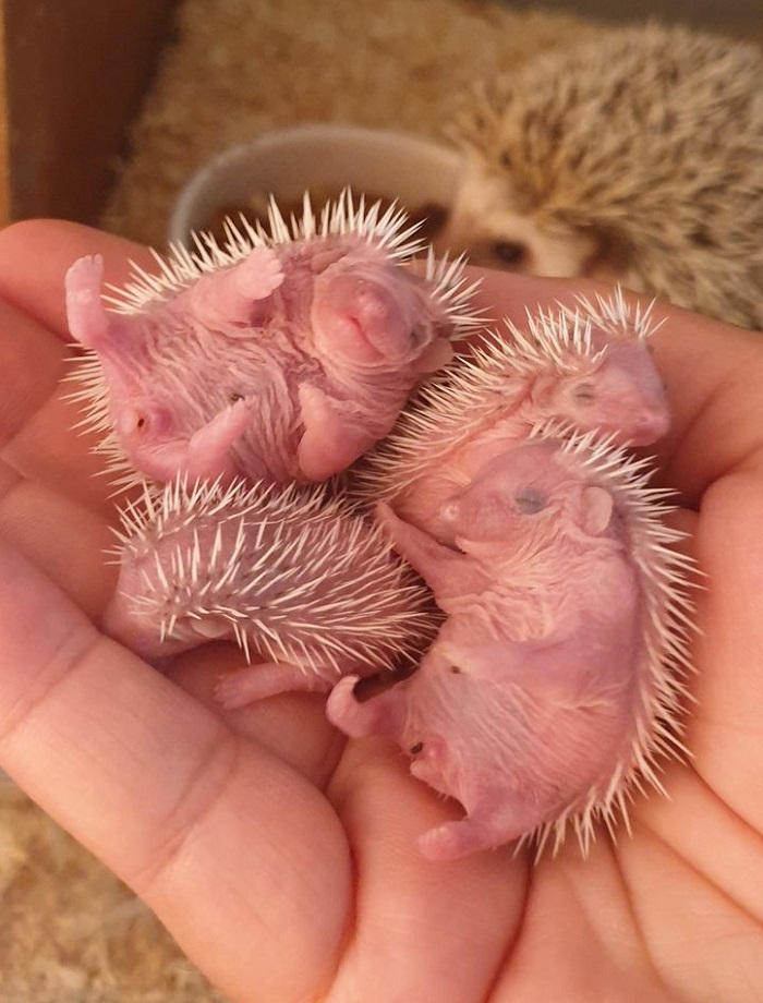 Картинки-животных-страница-я-09