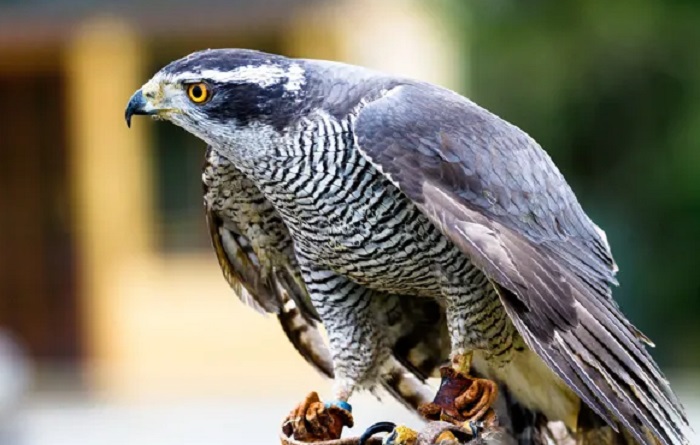 Картинки-животных-страница-аб-10