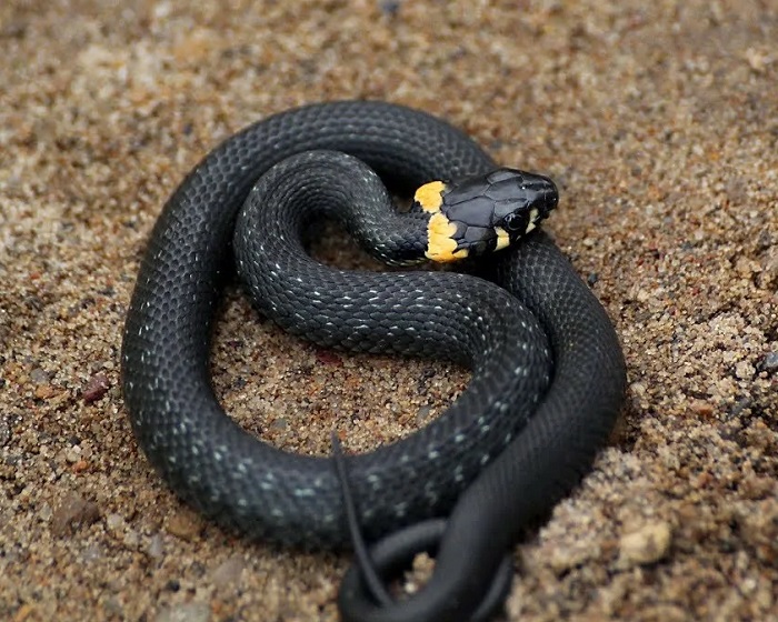 Картинки-животных-страница-аб-02