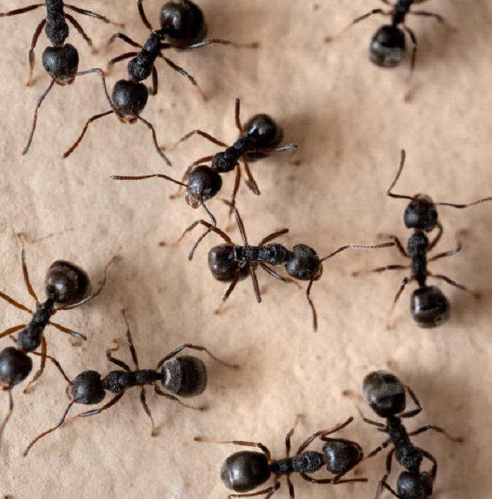 Картинки-животных-страница-аб-05