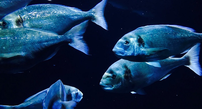 Картинки-животных-страница-аб-08