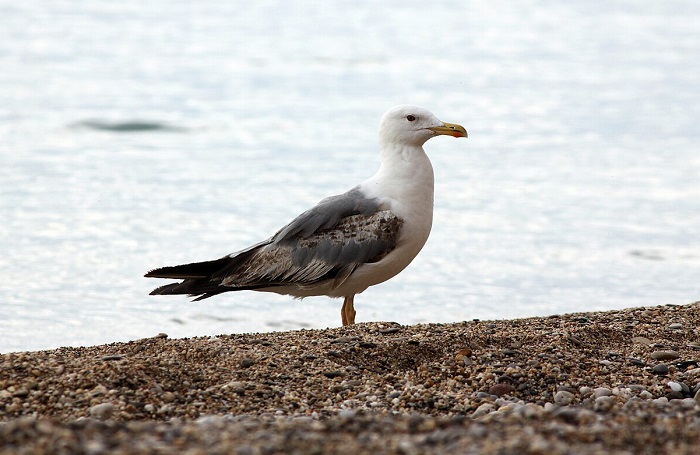 Картинки-животных-страница-аа-01 Картинки-животных-страница-аа-01