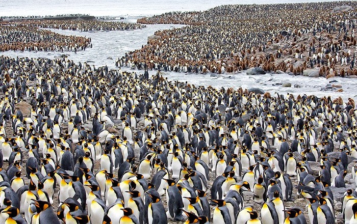 Картинки-животных-страница-аа-10 Картинки-животных-страница-аа-10