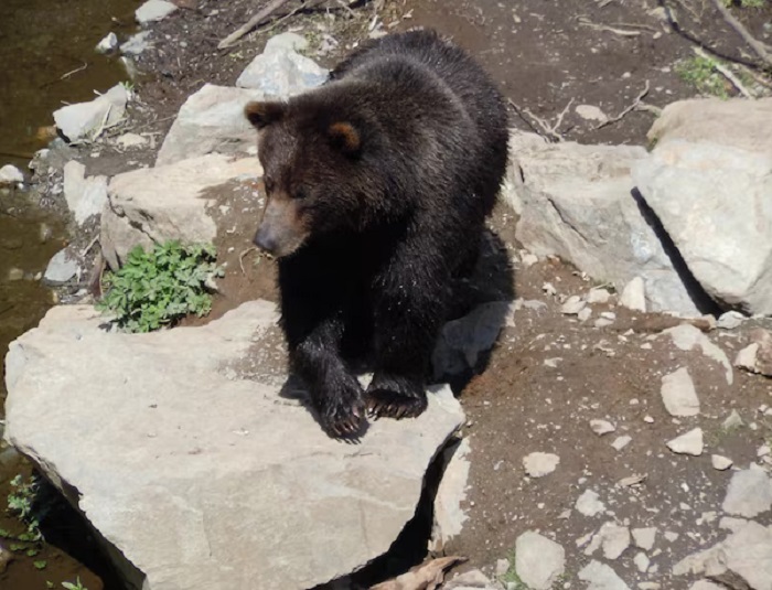 Картинки-животных-страница-аа-02 Картинки-животных-страница-аа-02