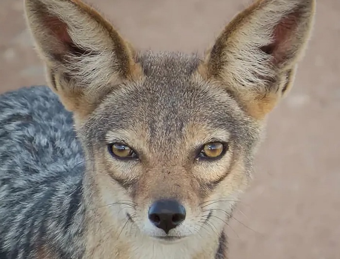 Картинки-животных-страница-аа-03 Картинки-животных-страница-аа-03