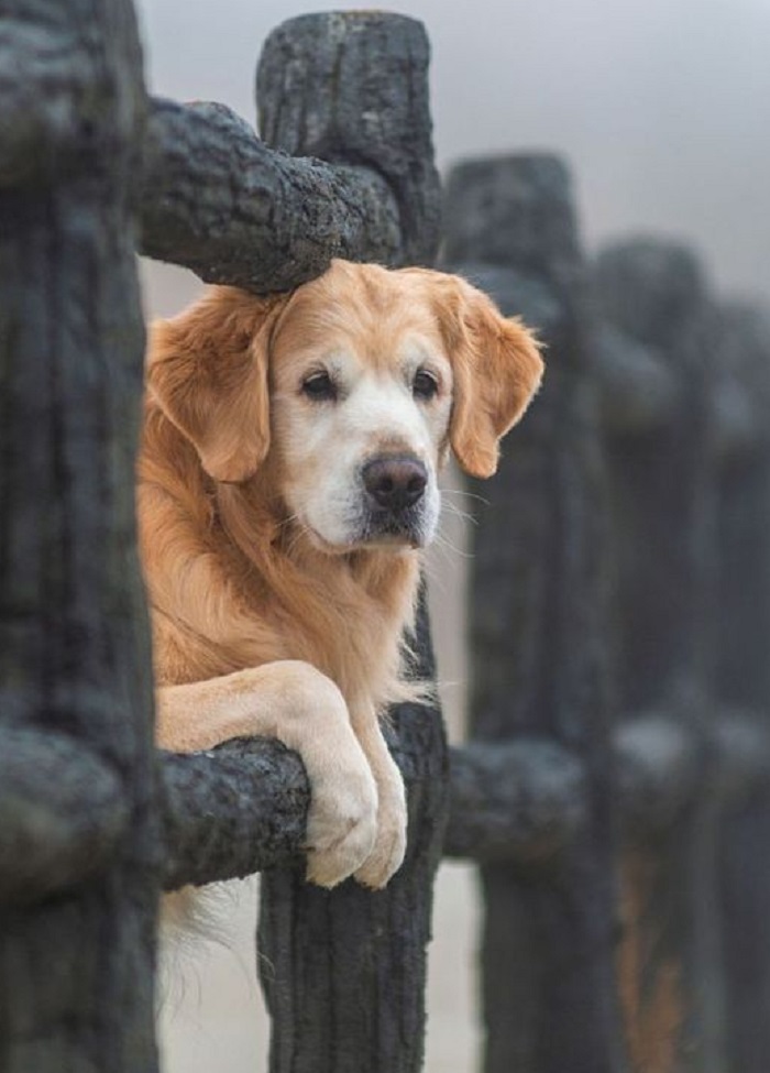 Картинки-животных-страница-аа-05 Картинки-животных-страница-аа-05