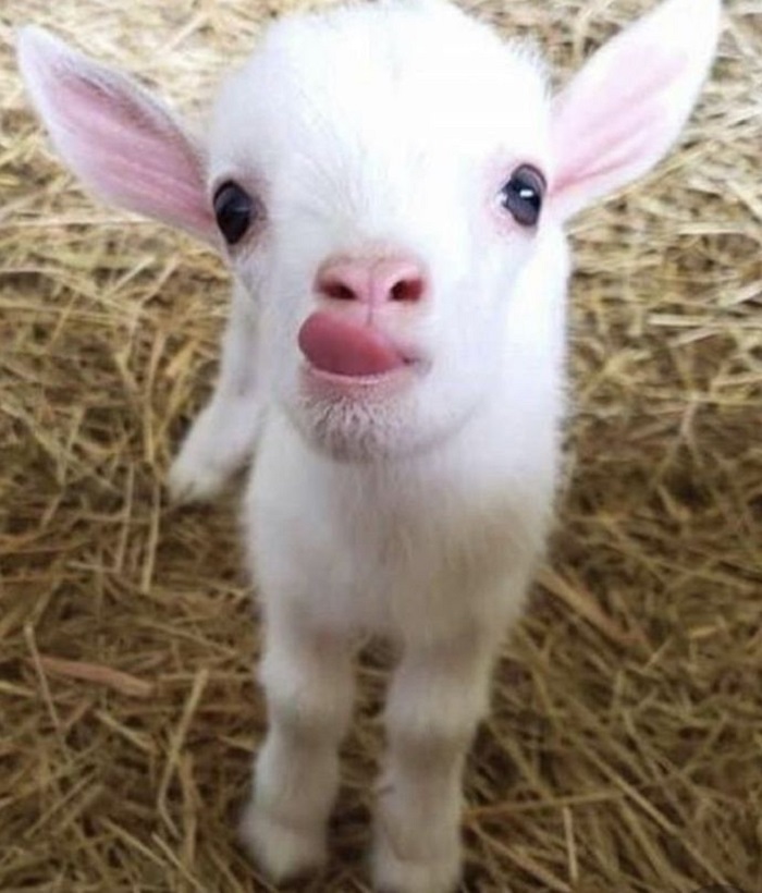 Картинки-животных-страница-аа-07 Картинки-животных-страница-аа-07