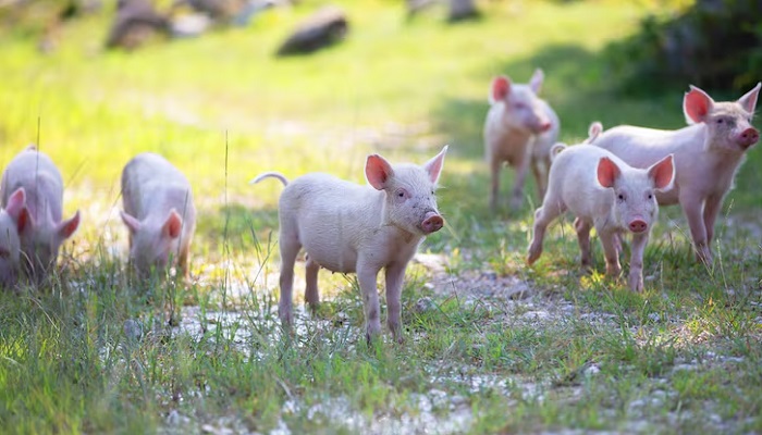 Картинки-животных-страница-аа-08 Картинки-животных-страница-аа-08