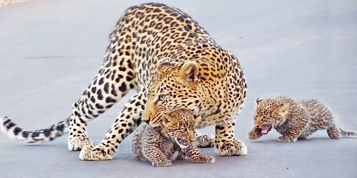 Картинки-животных-страница-аа-09 Картинки-животных-страница-аа-09