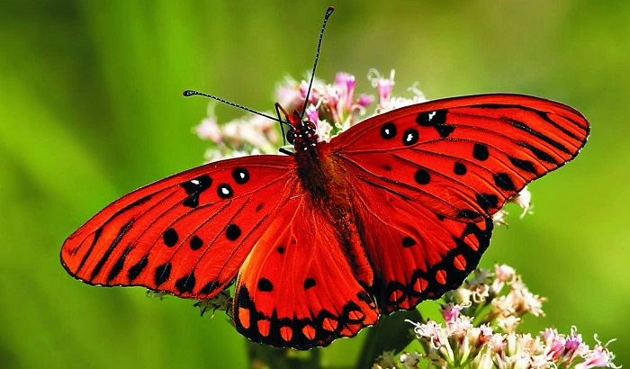 Картинки-животных-страница-ав-10 Картинки-животных-страница-ав-10