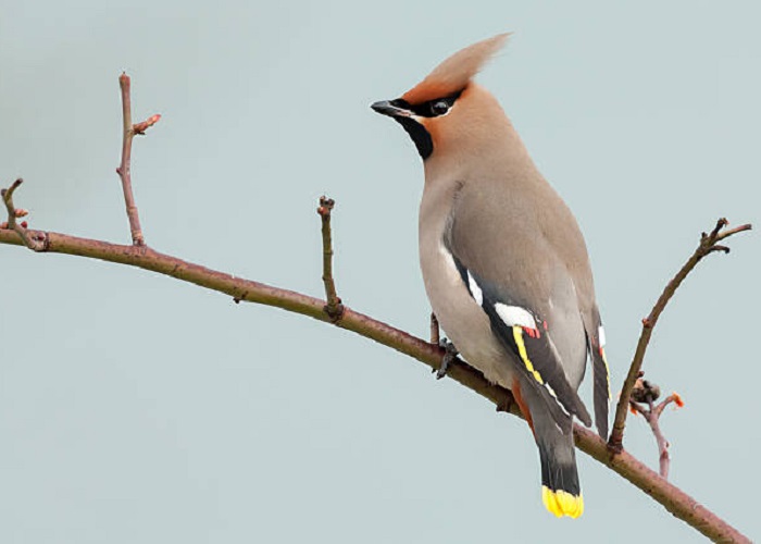 Картинки-животных-страница-ав-02 Картинки-животных-страница-ав-02