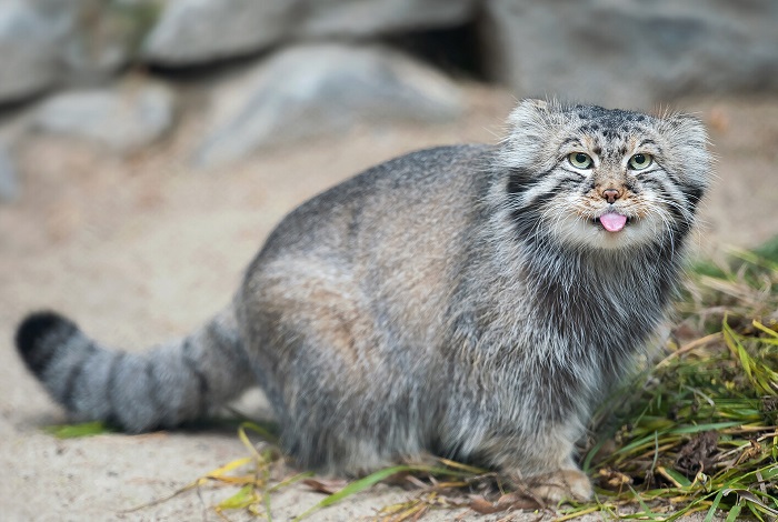 Картинки-животных-страница-ав-04 Картинки-животных-страница-ав-04