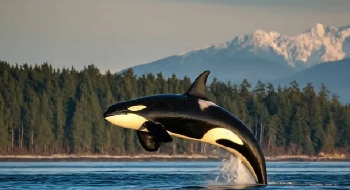 Картинки-животных-страница-ав-05 Картинки-животных-страница-ав-05