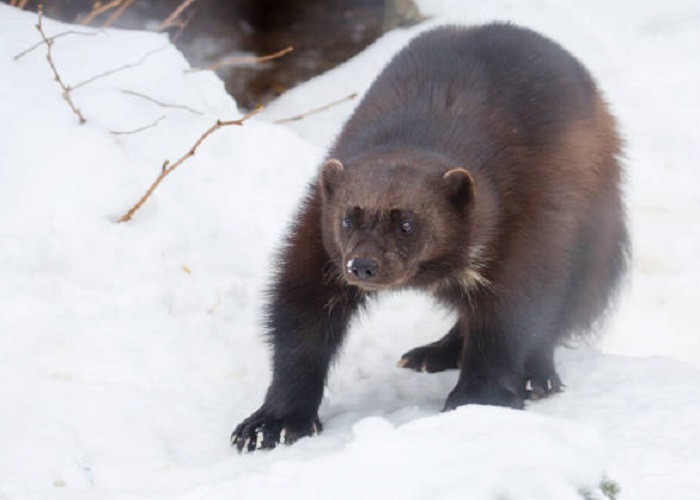 Картинки-животных-страница-ав-06 Картинки-животных-страница-ав-06