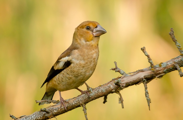 Картинки-животных-страница-ав-07 Картинки-животных-страница-ав-07