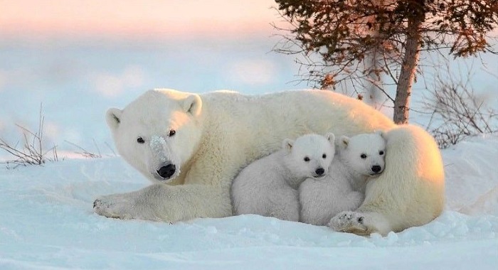 Картинки-животных-страница-ав-08 Картинки-животных-страница-ав-08