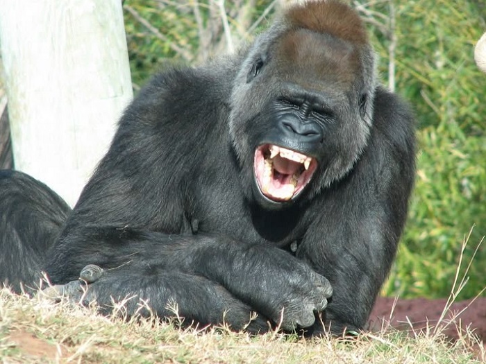 Картинки-животных-страница-ав-09 Картинки-животных-страница-ав-09