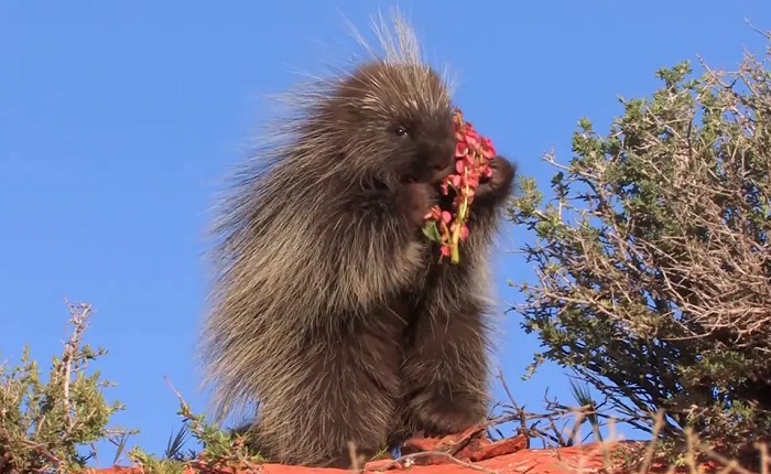 Картинки-животных-страница-аг-01