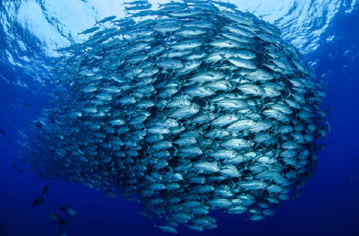 Картинки-животных-страница-аг-10