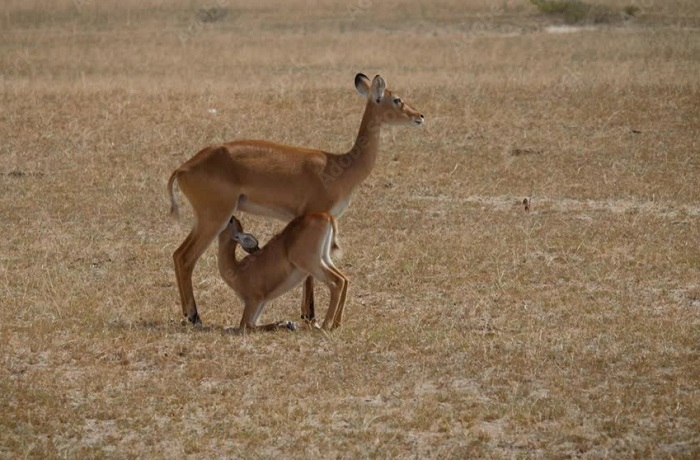 Картинки-животных-страница-аг-03