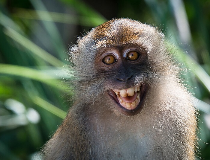 Картинки-животных-страница-аг-04