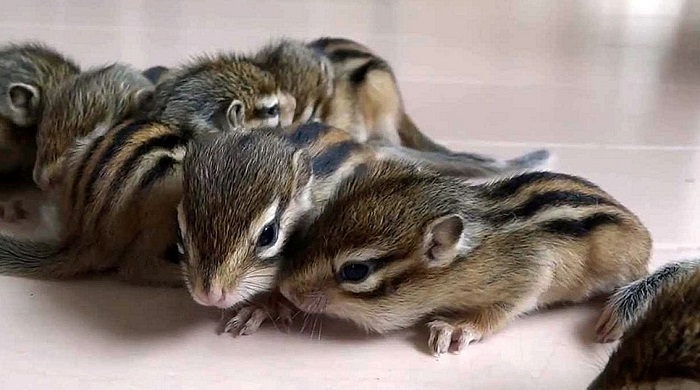 Картинки-животных-страница-аг-05