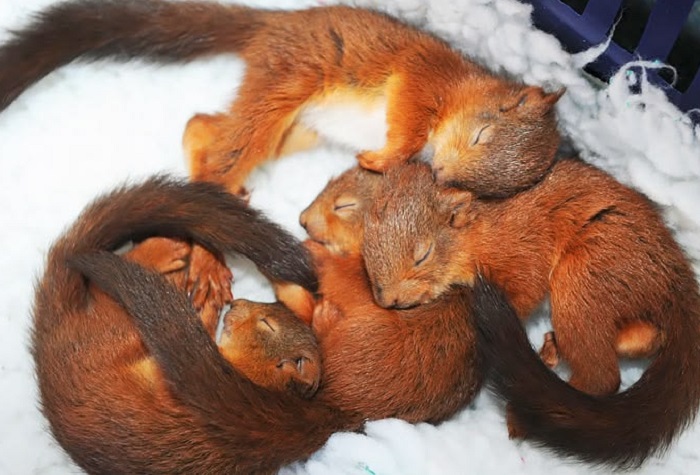 Картинки-животных-страница-аг-06