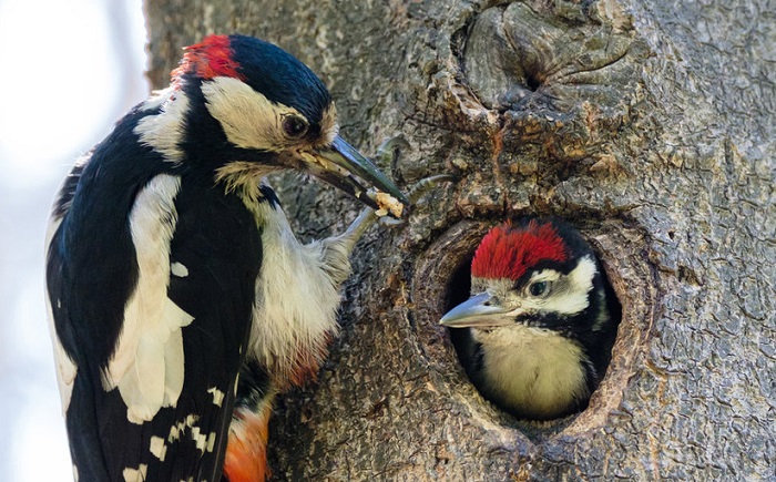 Картинки-животных-страница-аг-07